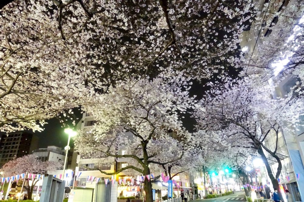 板橋駅前 東口の桜パワーを見よ！