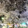板橋駅前 東口の桜パワーを見よ！